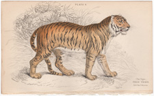 Plate 6  Felis Tigris  The Tiger